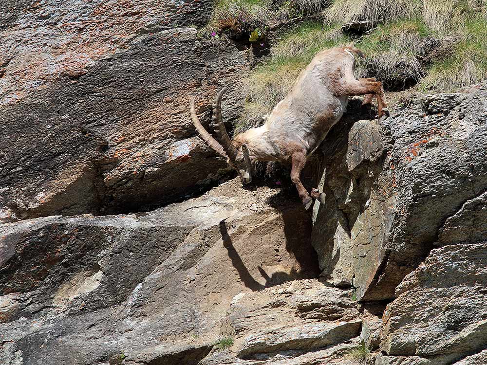 Stambecchi Gran Paradiso